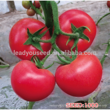AT111 Elson semillas de tomate al por mayor híbridas de color rosa intenso f1